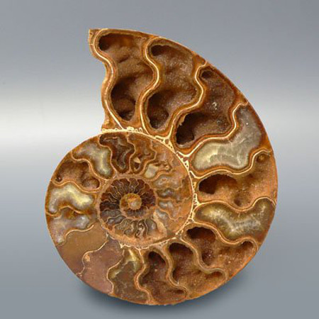 ammonit.jpg